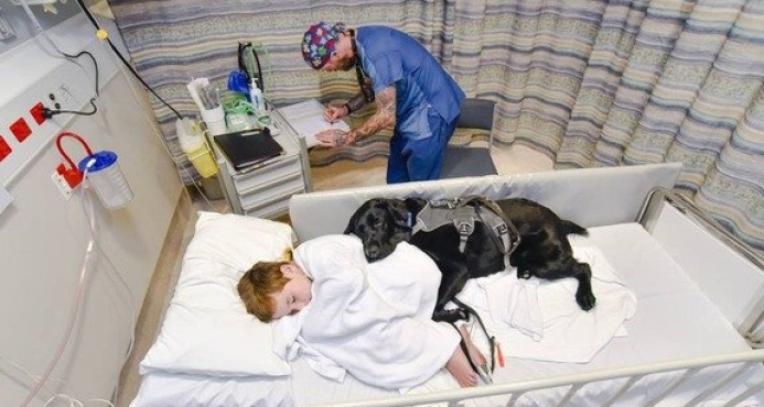 Conmueven las imágenes de un perro que no deja solo ni en el hospital a un niño al que cuida