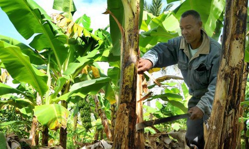 Productores de bananos del noroeste sienten temor por ola de robos y atracos