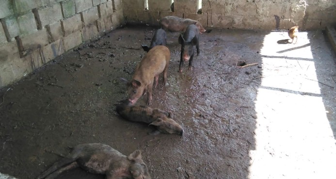 Denuncian muertes de cerdos por fiebre porcina en Hato Mayor