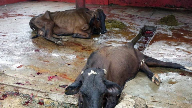 Sorprenden administrador del Matadero de Dajabón con dos vacas en estado agónico para sacrificarlas