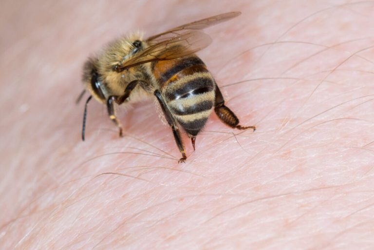 Muere adolescente atacado por abejas