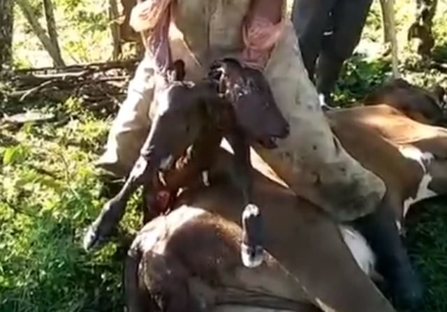 VACA DEL CANTANDO FERNANDO VILLALONA PARE BECERRO CON DOS CABEZAS