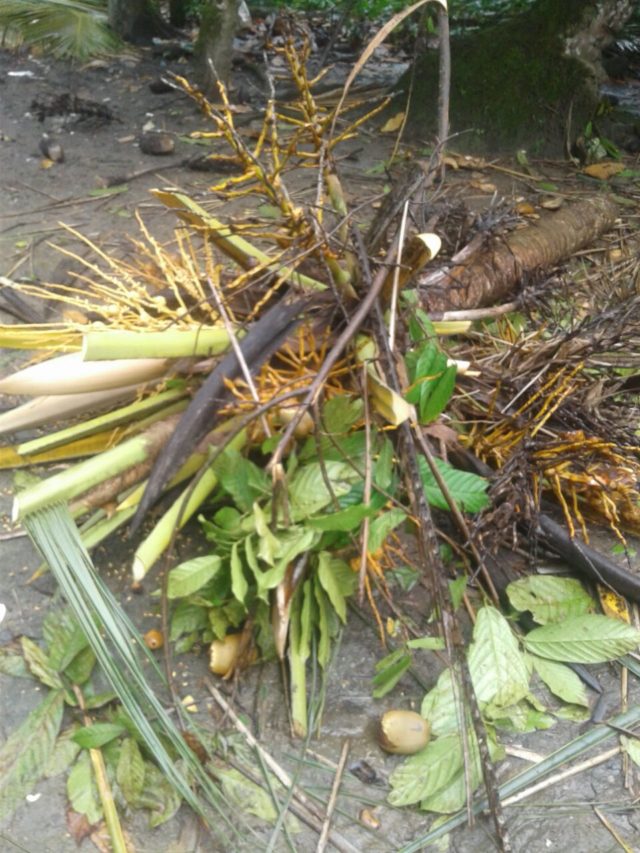 Pequeño tornado causa daños a árboles en comunidad de Gaspar Hernández