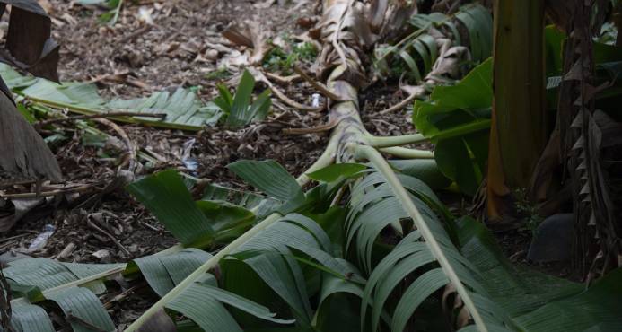 DEFENSA CIVIL EVALÚA DAÑOS DE VENTARRON EN SANTIAGO