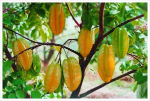“Santo Remedio” Esta Fruta Elimina la Diabetes y el Colesterol casi al instante