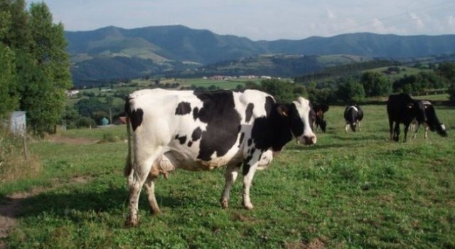 Policía Nacional recupera en Luperón siete vacas Holstein sustraídas en Guatapanal de Mao