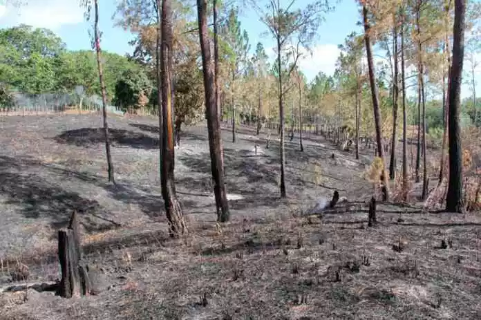 Ecologista denuncia haitianos y dominicanos contrabadistas queman miles de tareas de tinos en Santiago Rodríguez