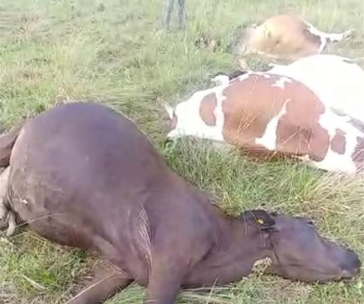 Hallan muertas cinco reses paridas en finca del presidente ganaderos del Noroeste