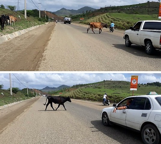 Entra en vigencia mañana resolucion aprobada en Imbert contra vagancia de animales realengos en vías