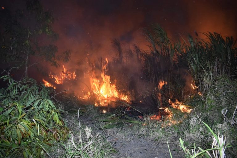 Incendio forestal destruyó cañaveral