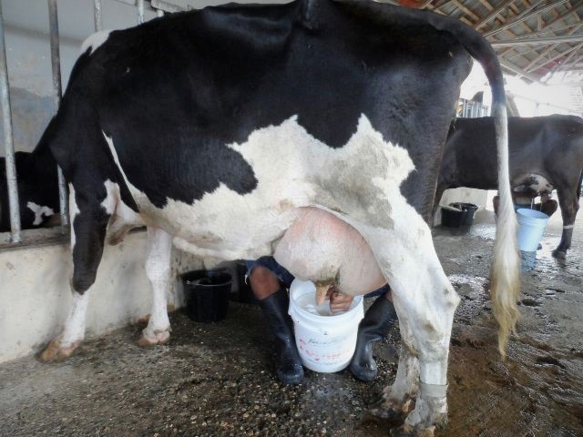 Ganaderos de Puerto Plata y de todo el país exigen a industriales precio justo en compra de la leche