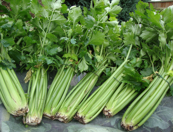 LOS BENEFICIOS DEL JUGO DE APIO