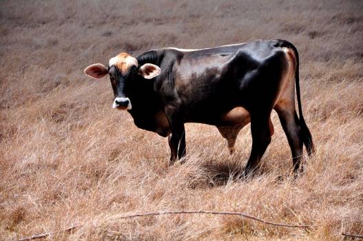 MUEREN RESES POR SEQUIA EN LINEA NOROESTE