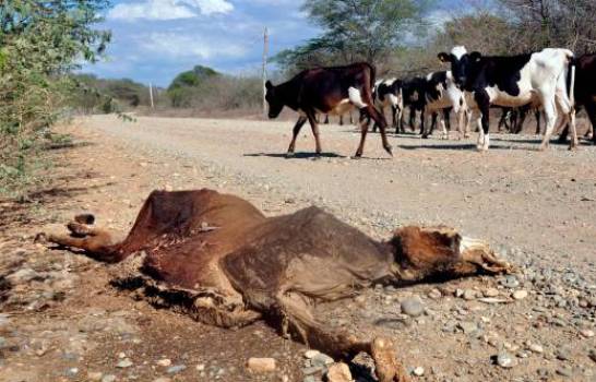 Más de 1,300 reses muertas por sequía