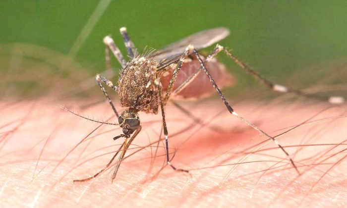 Alertan sobre un posible brote dengue  en el  país