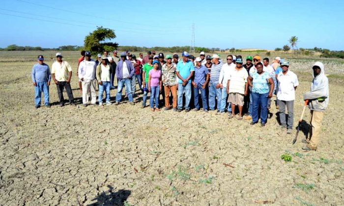 PRODUCTURAS DE ARROZ, GANADEROS Y AGRICULTORES DESESPERADOS POR SEQUIA