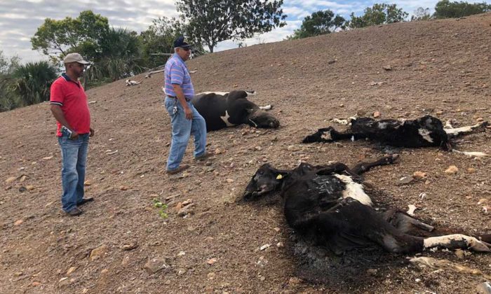 Más de mil reses en la Línea Noroeste han muerto por la sequía