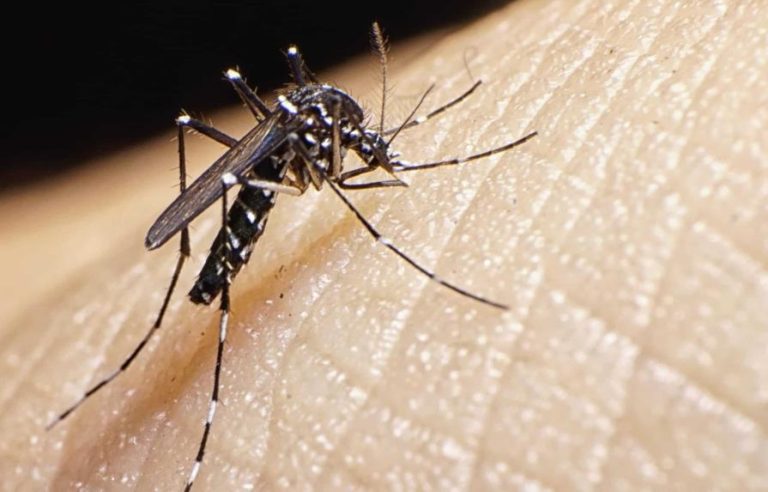Más de 3,500 casos dengue y 18 fallecimientos en lo que va de 2022
