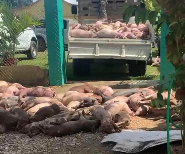 Denuncian tecnicos de agricultura robaron 300 cerdos