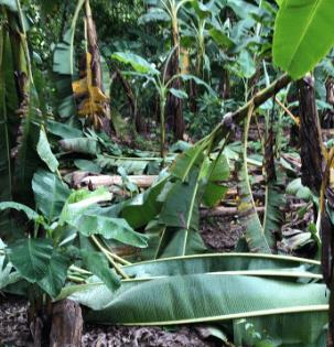 Vientos de Fiona derribaron mas de 9 mil tareas de platanos y guineos