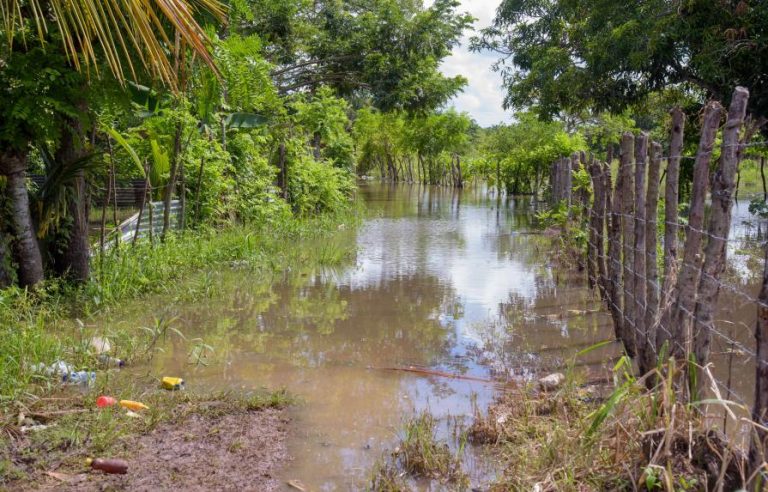 Las pérdidas en el sector agropecuario podrían pasar los RD$2,000 millones