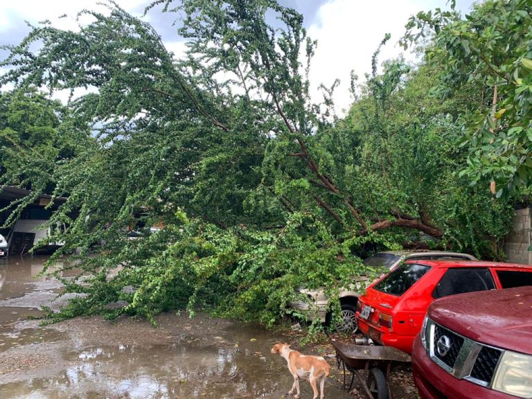 Por lluvias, reportan  inundaciones y caida  de arboles