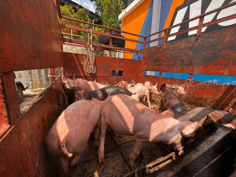 PN apresa una persona y recupera cerdos robados en finca