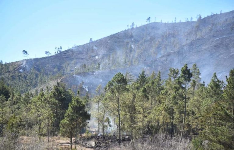 Estima tardará de 15 a 30 años recuperar bosque de Valle Nuevo