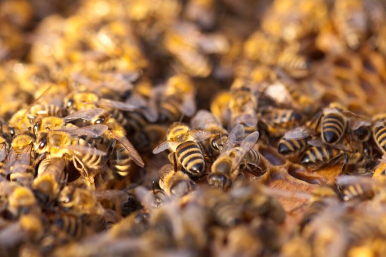 Enjambre de abejas africanas mata a cuatro personas
