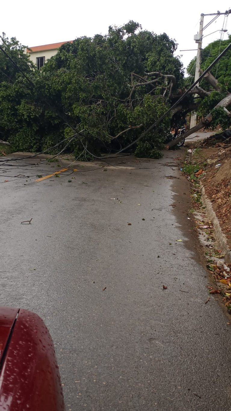 Lluvias y ventarrones derriban árboles y cableado