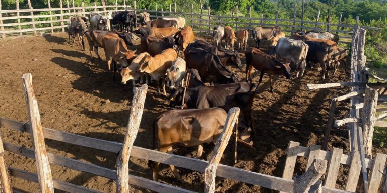 Militares  recuperan 39 vacas robadas por haitianos