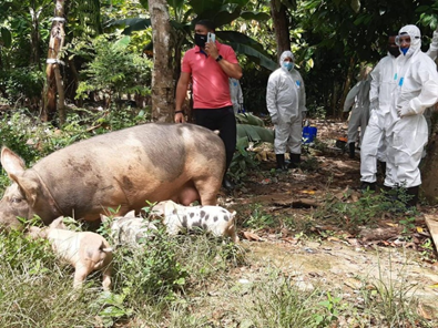 Ministro Limber Cruz afirma la Fiebre Porcina Africana está controlada en RD