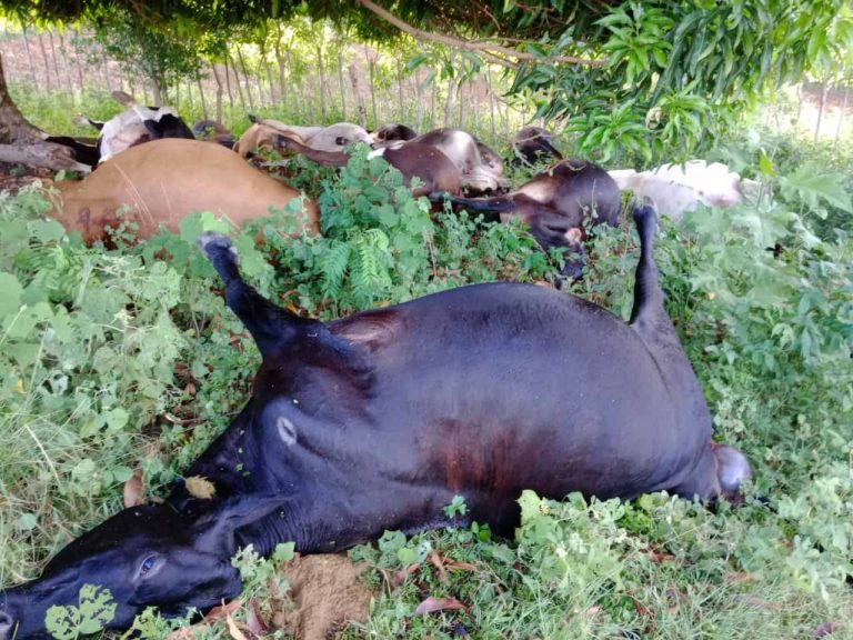 Rayo mata 17 vacas en una comunidad rural