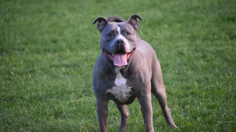 Perro pitbull ocasiona  mordidas a un niño de 9 años
