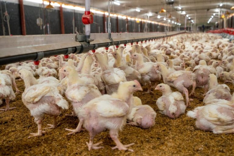 ADA dice contar con producción de 20.5 millones de unidades de pollos