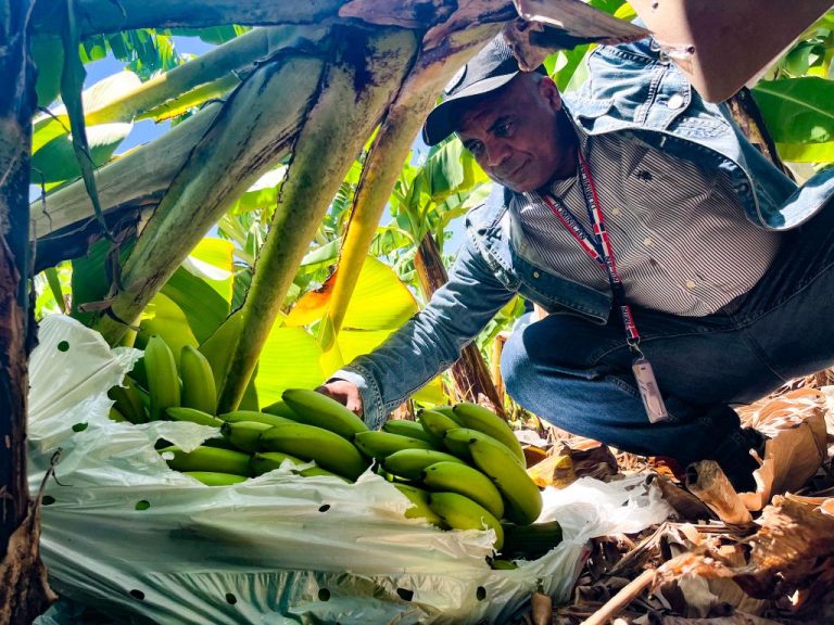 Inespre inicia compra de más de un millón de bananos a productores de Azua afectados tormenta Franklin