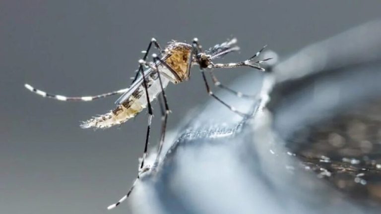 Reportan 7,280 pacientes sospechosos de dengue