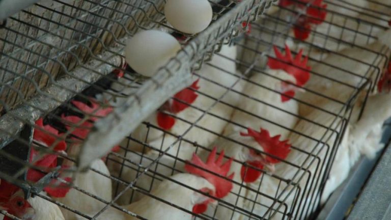 Acuerdan sacar del mercado gallinas que producen huevos destinados a Haití