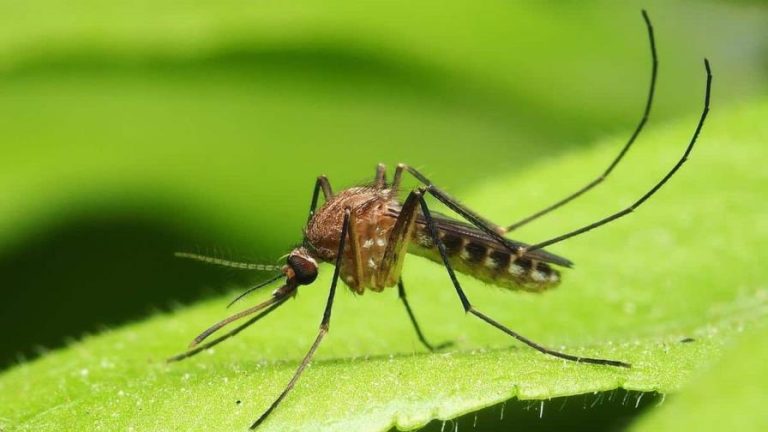 Muere por el dengue niña de 11 años