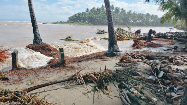 Más de 150 matas de coco derribadas por el mal tiempo