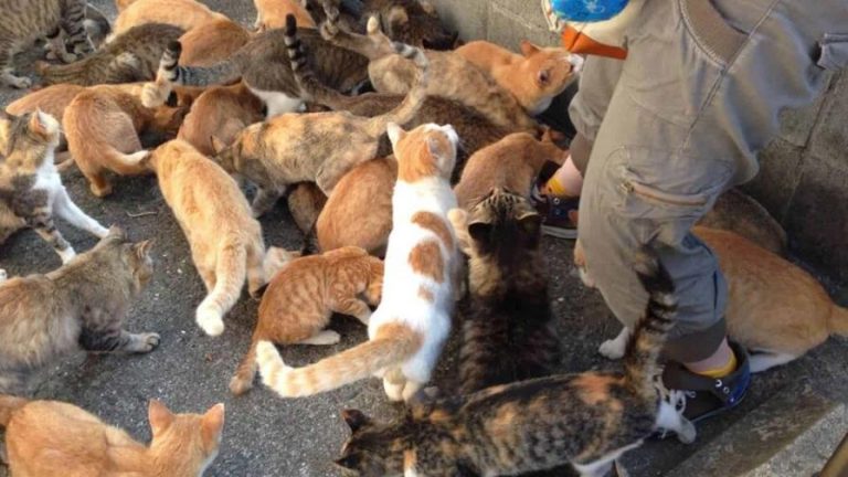 Apresan maestra  vivía en casa móvil con más de 300 animales