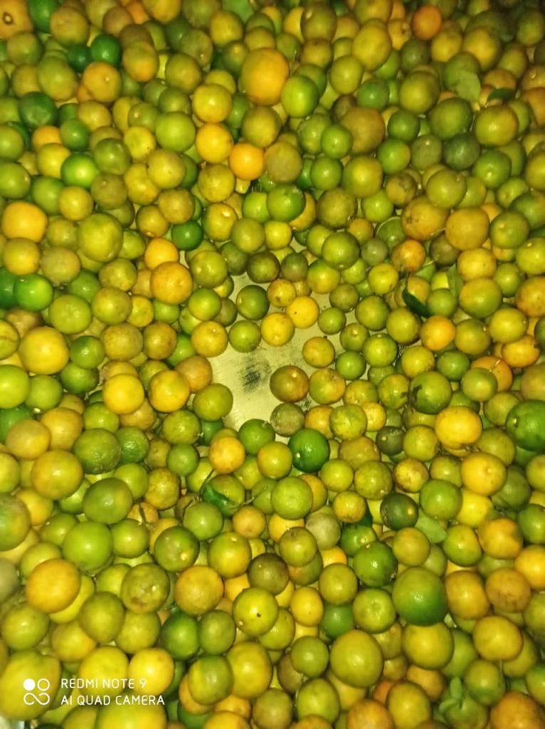 Incautan 368 libras de marihuana  en carga de naranjas