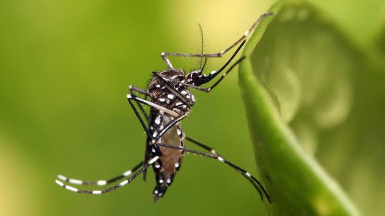 Mueren dos menores del dengue en ultimas horas