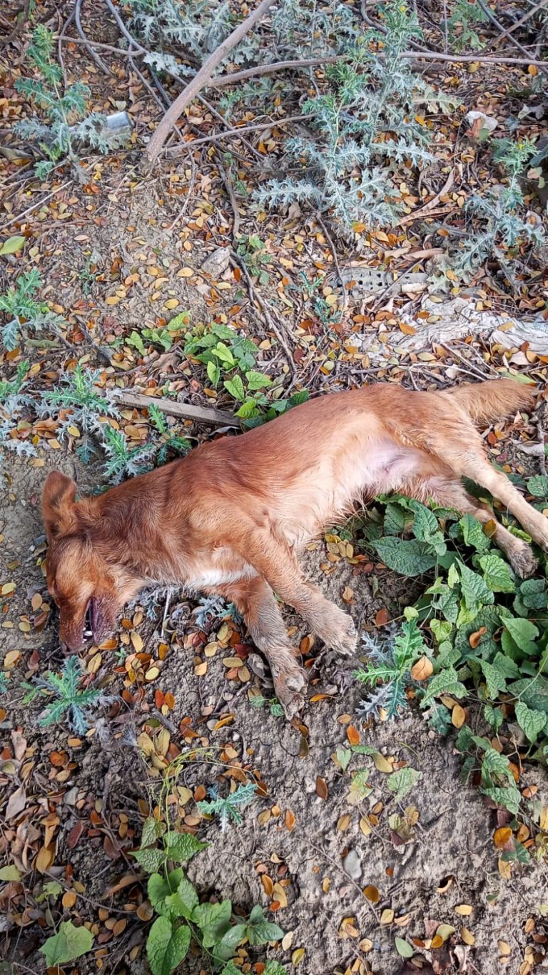 Envenenan con  salami a varios perros