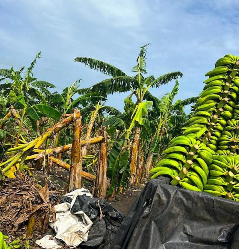 INESPRE INICIA COMPRA DE 14 MILLONES DDE PLÁTANOS A PRODUCTORES AFECTADOS POR VENTARRON
