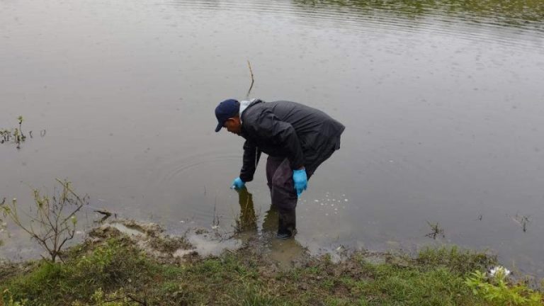 Investigan mortandad de peces