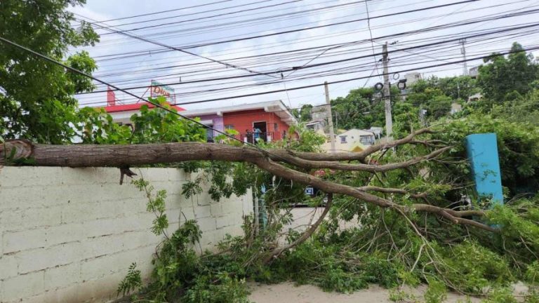 Ventarrón afecta a Santiago derriba árboles y bloquea vías