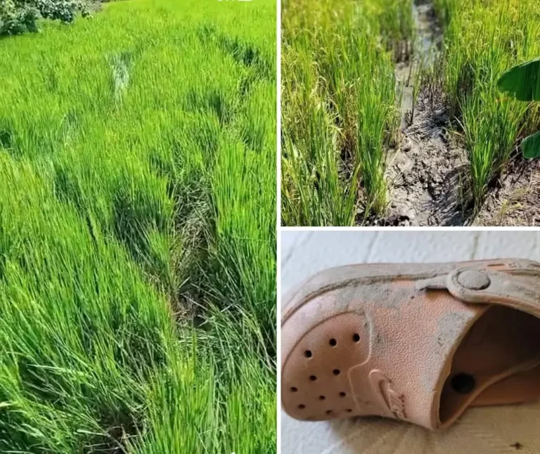 Parceleros denuncian  indocumentados destruyen sus cosechas en Dajabón