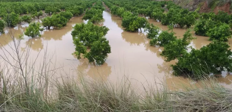 Daños a plantaciones agrícolas de Constanza