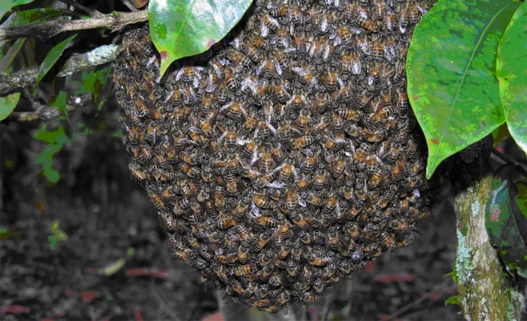 Enjambre de abejas mata a una mujer